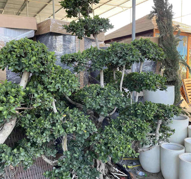 Giant Multi Head Ficus Bonsai