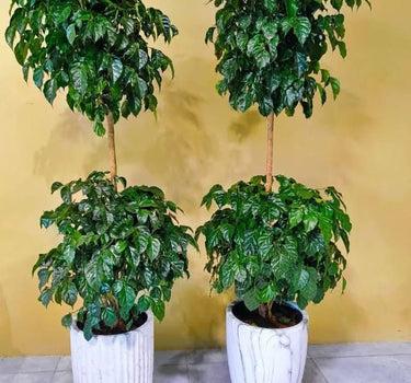 Chinadoll Doublehead