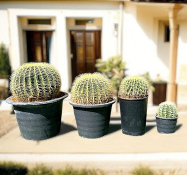 Echinocactus Grusonii – Golden Barrel Cactus - 10-15cm approx. 2