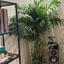 Bamboo Palm Large Plants UAE. Potted plant in a room with a bookshelf and speakers