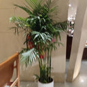 Bamboo Palm Tree Indoor Plants UAE. Potted plant in a room with a chair and blurred background