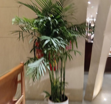 Bamboo Palm Tree Indoor Plants UAE. Potted plant in a room with a chair and blurred background