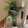 Bamboo Palm Tree Indoor Plants UAE. Potted plant in a room with a chair and blurred background