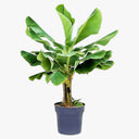 Musa Spp – Banana Tree 4