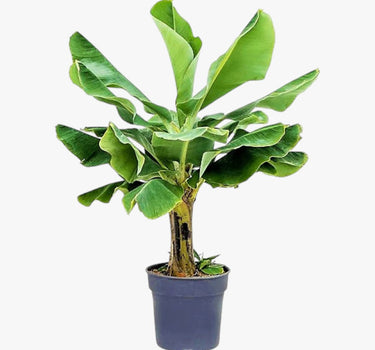 Musa Spp – Banana Tree 4
