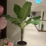 Banana Big in Ceramic Pot Plants Dubai. Potted plant in a room with balloons and a bouquet of flowers on a table.