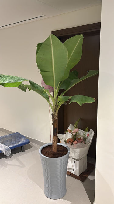 Banana Plant (Big) in Premium Ceramic Pot, Dubai. Potted plant in a room with a white wall and a door in the background.