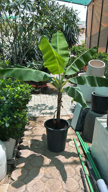 Banana Plant in Nursery Pot (1.5m–2m) Outdoor Plants Dubai