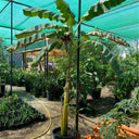 Banana Tree in Nursery Pot for Outdoor Spaces, Dubai. Tall potted plant in a greenhouse setting with other plants and equipment.