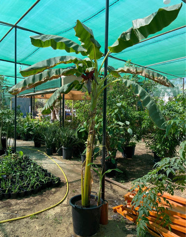 Banana Tree in Nursery Pot for Outdoor Spaces, Dubai. Tall potted plant in a greenhouse setting with other plants and equipment.
