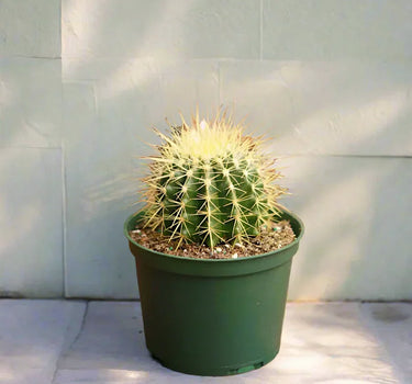 Echinocactus Grusonii – Golden Barrel Cactus - 10-15cm approx. 1