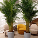 Big Areca Height 2.5m Bundle Plants UAE. Two large potted plants in a modern room with a yellow chair and beige chairs.