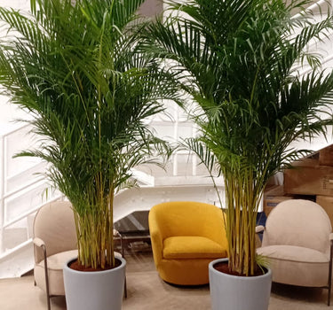 Big Areca Height 2.5m Bundle Plants UAE. Two large potted plants in a modern room with a yellow chair and beige chairs.