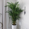 Big Areca Premium Tree Plants UAE. Tall potted plant in a white pot against a neutral wall with curtains.