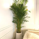 Big Areca in Premium Fiber Indoor Plants UAE. Potted plant in a room with a white wall and a window.