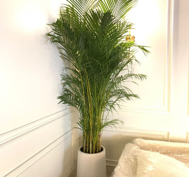 Big Areca in Premium Fiber Indoor Plants UAE. Potted plant in a room with a white wall and a window.