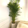 Big Areca in Premium Fiber Indoor Plants UAE. Potted plant in a room with a white wall and a window.