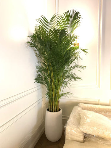 Big Areca in Premium Fiber Indoor Plants UAE. Potted plant in a room with a white wall and a window.