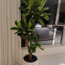 Big Fiddle Premium 1.8m to 2m Plants UAE. Potted plant in a room with a window and a curtain in the background
