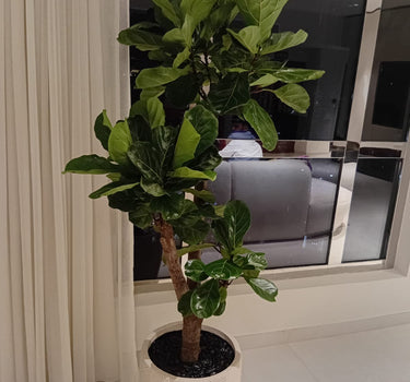 Big Fiddle Premium 1.8m to 2m Plants UAE. Potted plant in a room with a window and a curtain in the background