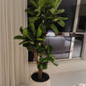 Big Fiddle Premium 1.8m to 2m Plants UAE. Potted plant in a room with a window and a curtain in the background