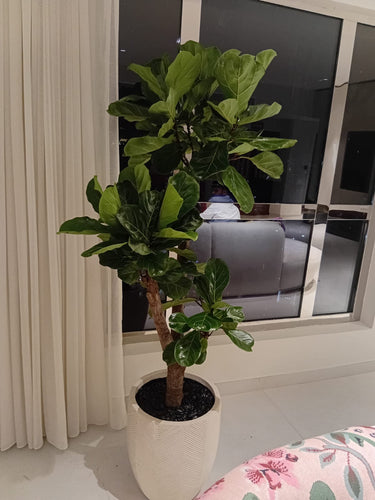 Big Fiddle Premium 1.8m to 2m Plants UAE. Potted plant in a room with a window and a curtain in the background