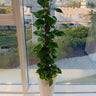 Big Money Indoor Plants UAE. Potted plant on a windowsill with a view of a cityscape outside