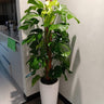 Big Monstera Indoor Plants UAE. Potted plant in a kitchen setting with a white cabinet and countertop.