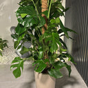 Big Monstera Plants UAE. Potted plant on a tiled floor with a neutral background