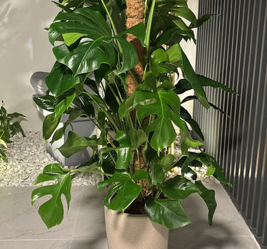 Big Monstera Plants UAE. Potted plant on a tiled floor with a neutral background