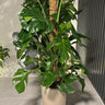 Big Monstera Plants UAE. Potted plant on a tiled floor with a neutral background