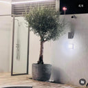 Big Olive Premium 3m to 3.5m Outdoor Plants UAE. Potted olive tree outside a building with a glass door.