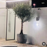 Big Olive Premium 3m to 3.5m Outdoor Plants UAE. Potted olive tree outside a building with a glass door.