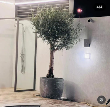 Big Olive Premium 3m to 3.5m Outdoor Plants UAE. Potted olive tree outside a building with a glass door.