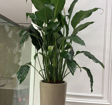 Big Peace Lily Plants UAE. Potted plant in a room with a white wall and glass door.