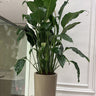 Big Peace Lily Plants UAE. Potted plant in a room with a white wall and glass door.