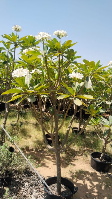 Big Plumeria Frangipani with Flowers (2m–2.2m) Outdoor Plants UAE. Plumeria tree with white flowers in a garden setting