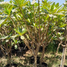 Big Plumeria Frangipani with Flowers (2m–2.2m) Outdoor Plants UAE.