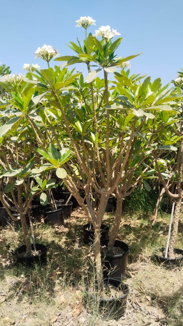 Big Plumeria Frangipani with Flowers (2m–2.2m) Outdoor Plants UAE.