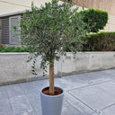Big Premium Olive Tree (2 meter) in Grey Pot Plants UAE