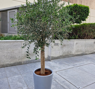 Big Premium Olive Tree (2 meter) in Grey Pot Plants UAE