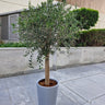 Big Premium Olive Tree (2 meter) in Grey Pot Plants UAE