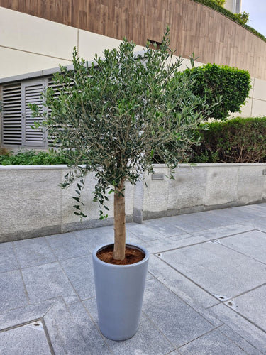 Big Premium Olive Tree (2 meter) in Grey Pot Plants UAE