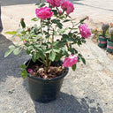 Big Rose Plant with Flowers, Guaranteed Indoor and Office Plants Dubai. Potted plant with pink flowers on a concrete surface