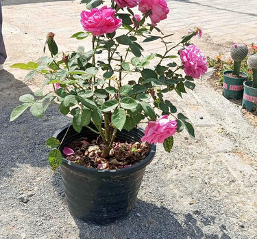 Big Rose Plant with Flowers, Guaranteed Indoor and Office Plants Dubai. Potted plant with pink flowers on a concrete surface