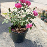 Big Rose Plant with Flowers, Guaranteed Indoor and Office Plants Dubai. Potted plant with pink flowers on a concrete surface