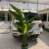 Bird of Paradise Big 160-180cm Premium Plants UAE. Potted plant in front of a white car on a sidewalk