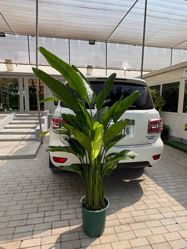 Bird of Paradise Big 160-180cm Premium Plants UAE. Potted plant in front of a white car on a sidewalk