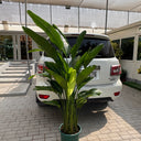 Bird of Paradise Big 160-180cm Premium Plants UAE. Tall potted plant in front of a white car on a sidewalk