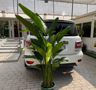 Bird of Paradise Big 160-180cm Premium Plants UAE. Tall potted plant in front of a white car on a sidewalk
